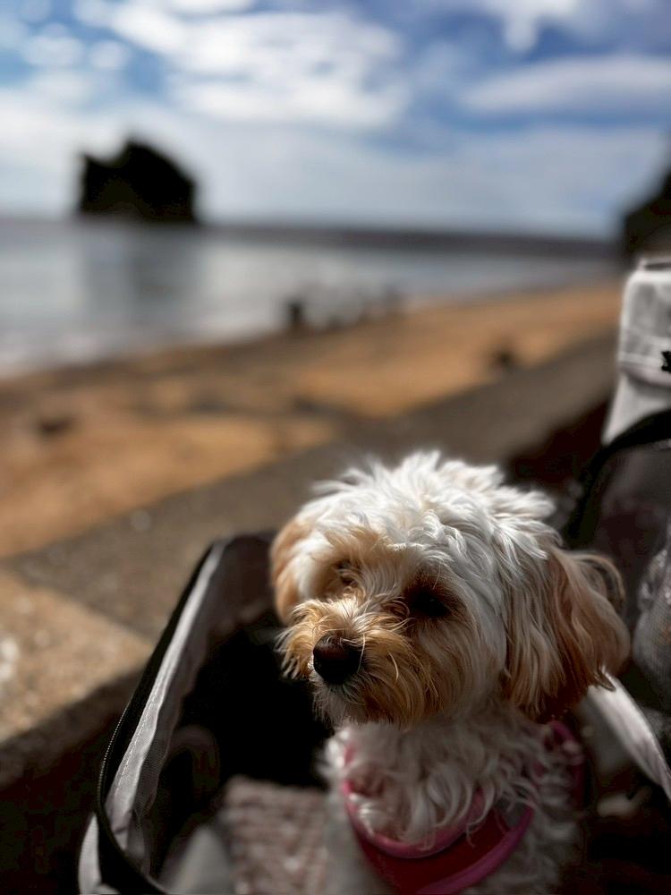 看板犬
